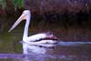Pelican