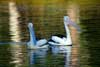 Pelican