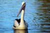 Pelican