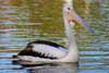 Pelican