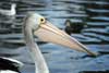 Pelican