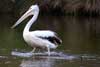 Pelican