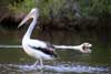 Pelican