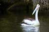 Pelican