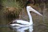 Pelican