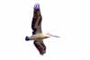 Pelican