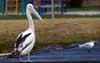 Pelican