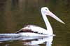 Pelican