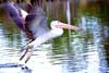 Pelican