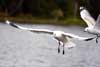 Seagulls