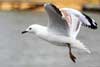 Seagulls