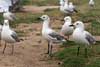 Seagulls