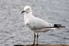 Seagulls