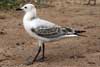 Seagulls