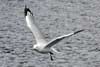 Seagulls