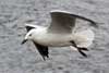 Seagulls