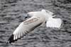 Seagulls
