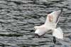 Seagulls