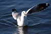 Seagulls