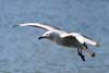 Seagulls