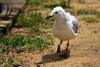 Seagulls