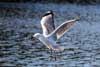 Seagulls