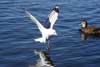 Seagulls