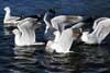 Seagulls