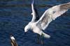 Seagulls