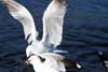 Seagulls