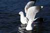 Seagulls