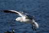 Seagulls
