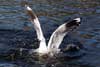 Seagulls