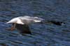 Seagulls