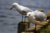 Seagulls