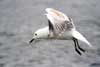 Seagulls