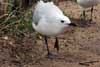 Seagulls
