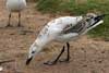 Seagulls