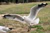 Seagulls