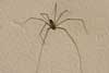 Daddylonglegs
