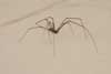 Daddylonglegs