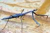 Stickinsect