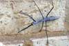 Stickinsect