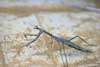 Stickinsect