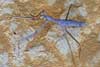 Stickinsect