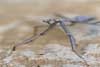 Stickinsect