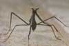 Stickinsect