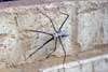 Stickinsect