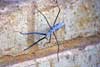 Stickinsect