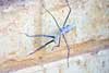 Stickinsect
